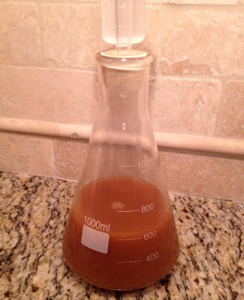 Yeast Starter