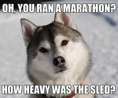 Siberian Husky questions your marathon